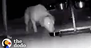Lost Dog Shows Up on Hidden Camera One Year Later | The Dodo