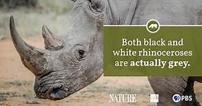 Rhinoceros Fact Sheet