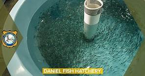 Fish Hatchery - Daniel, Wyoming