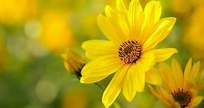 ¿Por qué se regalan flores amarillas el 21 de septiembre? Historia de la tradición