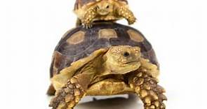 Turtles for Sale - Latest Pet Ads - Buy, Sell, Adopt