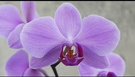 Phalaenopsis - Orchideen Pflege leicht gemacht!