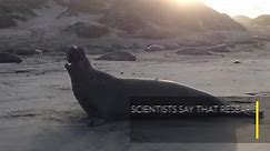 New Discovery- These Seals Can Recognize Each Other's 'Voices'