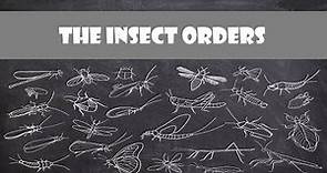 Defining Characteristics of the Insect Orders | Entomology