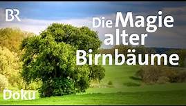 Alte Birnbäume im Landkreis Ansbach: Die Retter der Baumriesen | Zwischen Spessart und Karwendel |BR