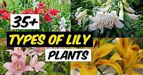 35+ Types of Lily Plant - The Planet of Greens