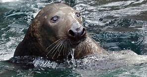 ​Wild Inside the National Zoo: Sea Mammal Smarts