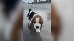 Beagle Puppy Has Adorable Reaction To Visiting Beach For First Time