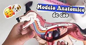ANATOMIA DE CÃO - Modelo Anatômico 4D | Veterinanda