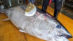 $10,000 Giant bluefin tuna cutting in Taiwan, Luxurious sashimi / 鋒利的刀！巨大黑鮪魚切割技巧, 奢華黑鮪魚金三角