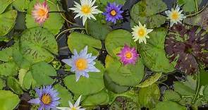 6 Facts About Water Lilies That Will Make You Love Them Even More