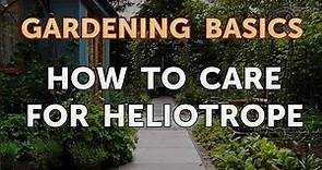 How to Care for Heliotrope