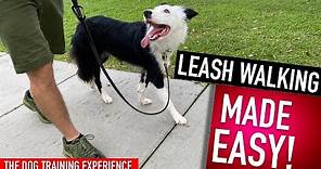 How To Train Your Dog to Walk Perfectly! This is all you have to do!