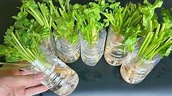 冬天香菜太貴，像我這樣把香菜根剪下來種上，3天就能採收，一茬接一茬 How to grow Coriander at home ，Magical Can be harvested in 3 days