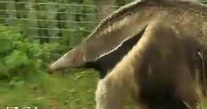 WildAbout: Anteaters!