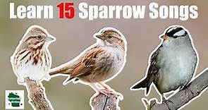 Learn 15 Common Sparrow Songs (Eastern North America)