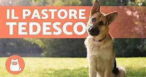 Il cane PASTORE TEDESCO 🐶 (Origine, Caratteristiche, Addestramento e Cura)
