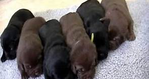 English Labrador-Lab Retriever Puppies for sale