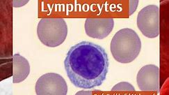 Lymphocytes (formation, function, and interpretation)
