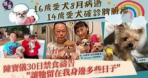 羅樂林太太陳寶儀14歲愛犬確診脾臟瘤 30日禁食禱告：讓牠留在我身邊多些日子（#陳寶儀 #專訪 #娛壹；首播日期 2021-09-09）