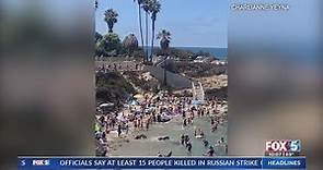 Viral Video Shows Sea Lions Chasing La Jolla Cove Visitors