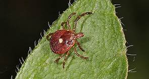 Baby Ticks (Seed Ticks): 6 Pictures and How to Get Rid of Them