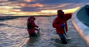 Wild Caught Alaskan Salmon Set Net Fishing