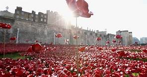 Riding the wave: drone-view of Tower of London poppy field