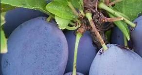 Top 20 Popular PLUM Fruit Varieties/Types, 1 min How/What Make Nature Crop Plant