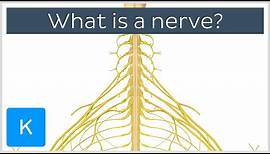 What is a Nerve? - Human Anatomy | Kenhub