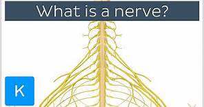 What is a Nerve? - Human Anatomy | Kenhub
