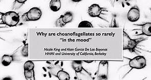 Nicole King (UC Berkeley), Why are choanoflagellates so rarely 'in the mood'? (PhilInBioMed Talk)