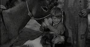 Lassie - Episode #107 -"The Burro" - Season 4, Ep 4 - 09/29/1957