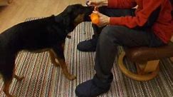 Clicker Training a Bird Dog Retrieve - Part 1 Shaping and Chaining The Basic Retrieve (Fetch)
