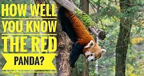 Red Panda || Description, Characteristics and Facts!