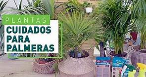 Palmeras: Tipos y cuidados más importantes | Plantas en VERDECORA