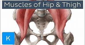 Muscles of the Hip and Thigh - Human Anatomy | Kenhub