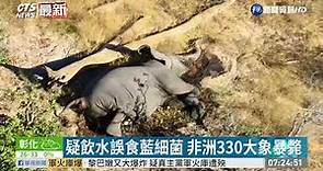 疑飲水誤食藍細菌 非洲330大象暴斃 | 華視新聞 20200923