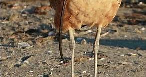 Long-billed Curlew - using long beak to look the best