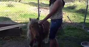 Wild Pony Ride