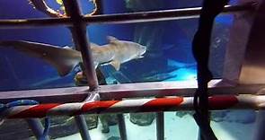 Shark Diving at the Long Island Aquarium - Full Dive