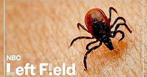 Lyme Disease: Is The Tick-Borne Illness Even Real?