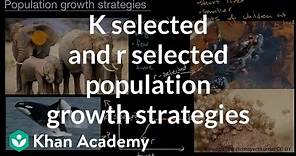 r-selected and K-selected population growth strategies | High school biology | Khan Academy