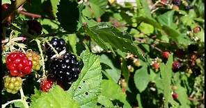 How to Grow Wild Blackberry - Great Fruit, little effort