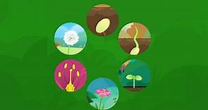 What are the stages of a plant's life cycle? - BBC Bitesize