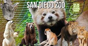 San Diego Zoo - Walking Tour Animal Encounters [4K UHD]