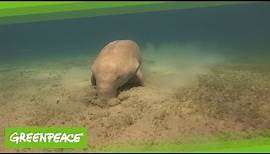Dugong im Roten Meer | Greenpeace