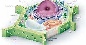 La cellula eucariotica | biologia#2