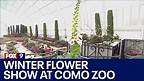 Winter Flower Show at the Como Zoo and Conservatory
