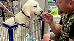 My first outing at Lowe's Home... - Carefree Goldens